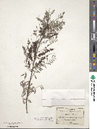 Indigofera sphaerocarpa image