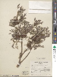 Indigofera suffruticosa image