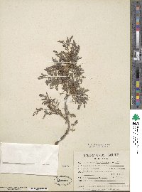 Indigofera suffruticosa image