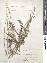 Indigofera suffruticosa image