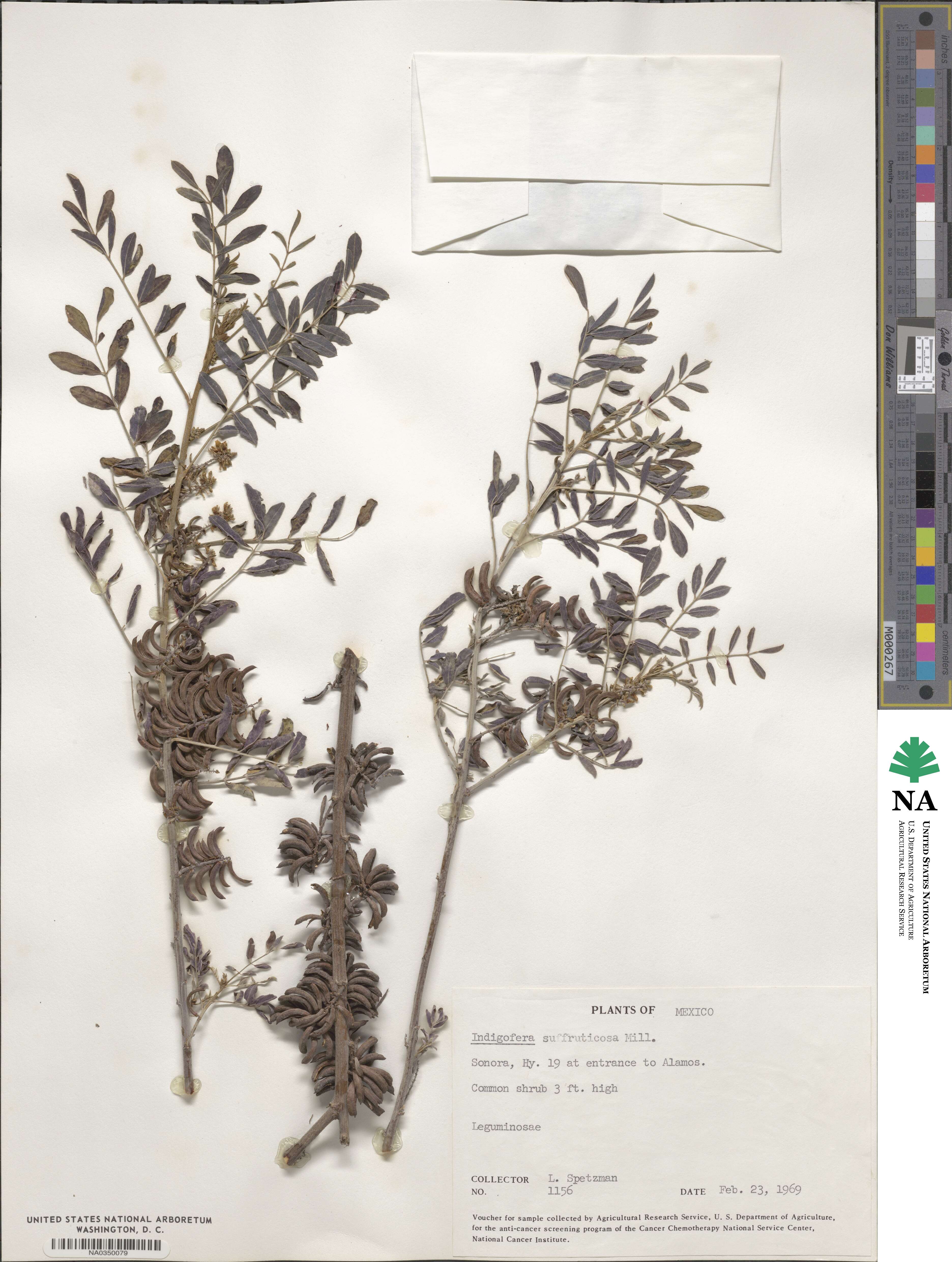 Indigofera suffruticosa image