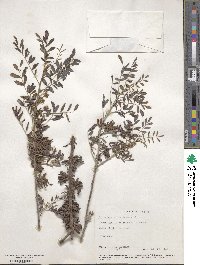 Indigofera suffruticosa image