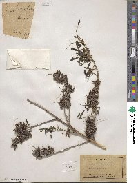 Indigofera suffruticosa image