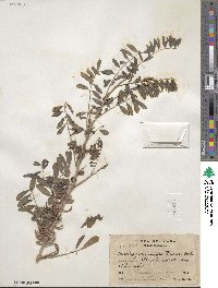 Indigofera suffruticosa image