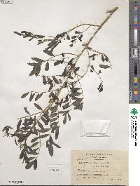 Indigofera suffruticosa image