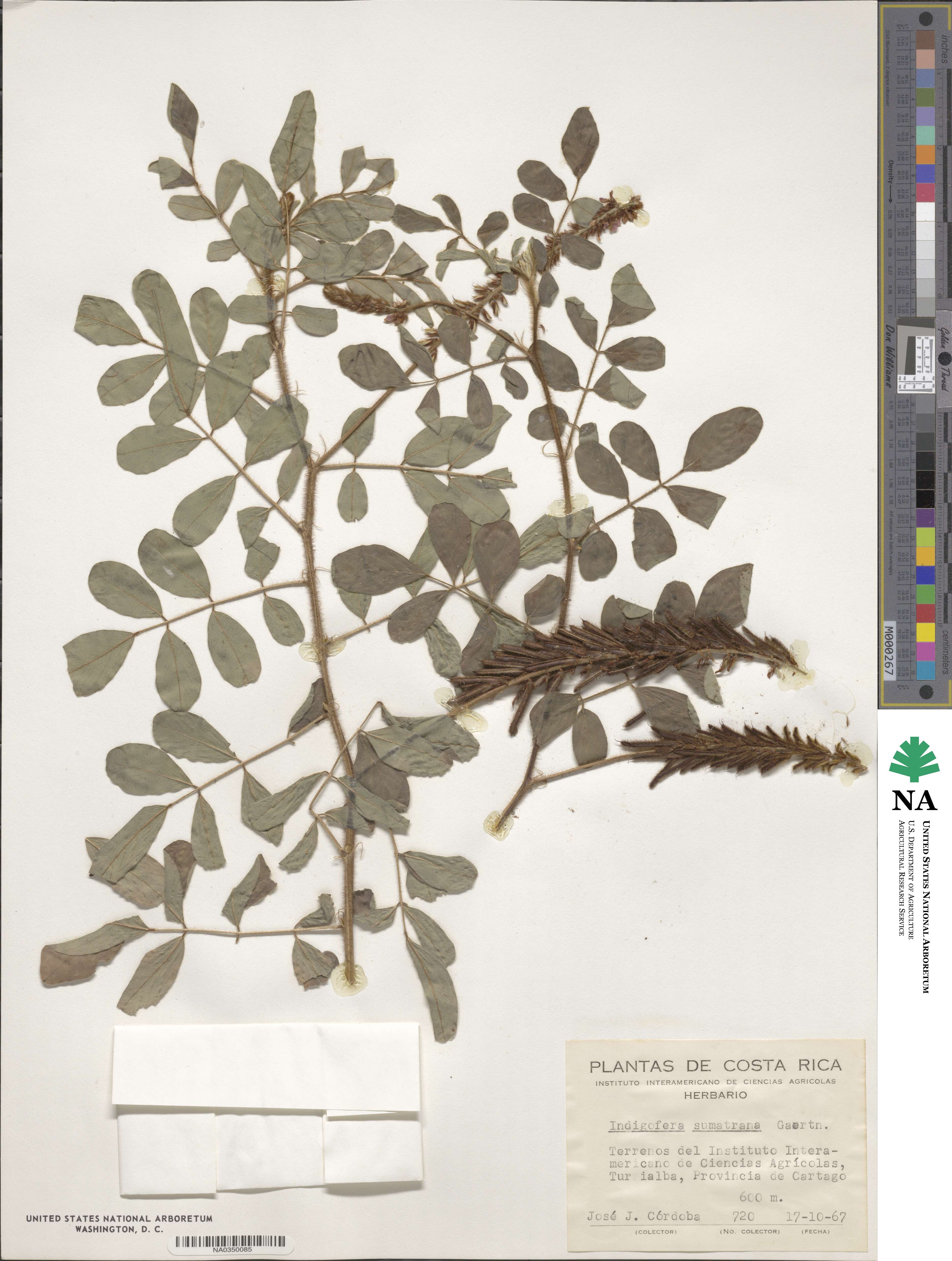 Indigofera tinctoria var. tinctoria image