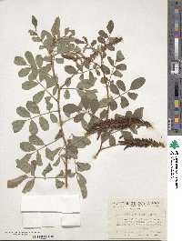 Indigofera tinctoria var. tinctoria image