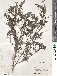 Indigofera tinctoria image