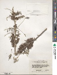 Indigofera suffruticosa image