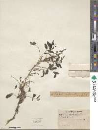 Indigofera suffruticosa image