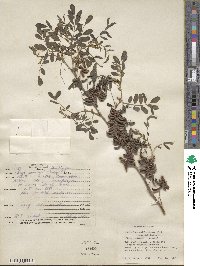 Indigofera suffruticosa image