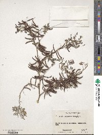 Indigofera tinctoria image