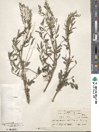 Indigofera suffruticosa image