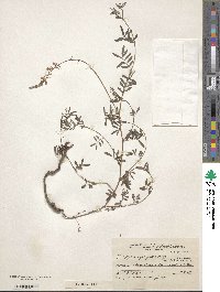 Indigofera asperifolia image