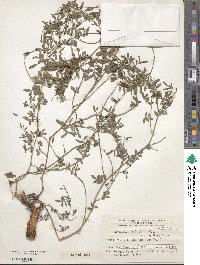 Indigofera asperifolia image