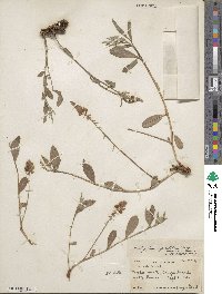 Indigofera asperifolia image