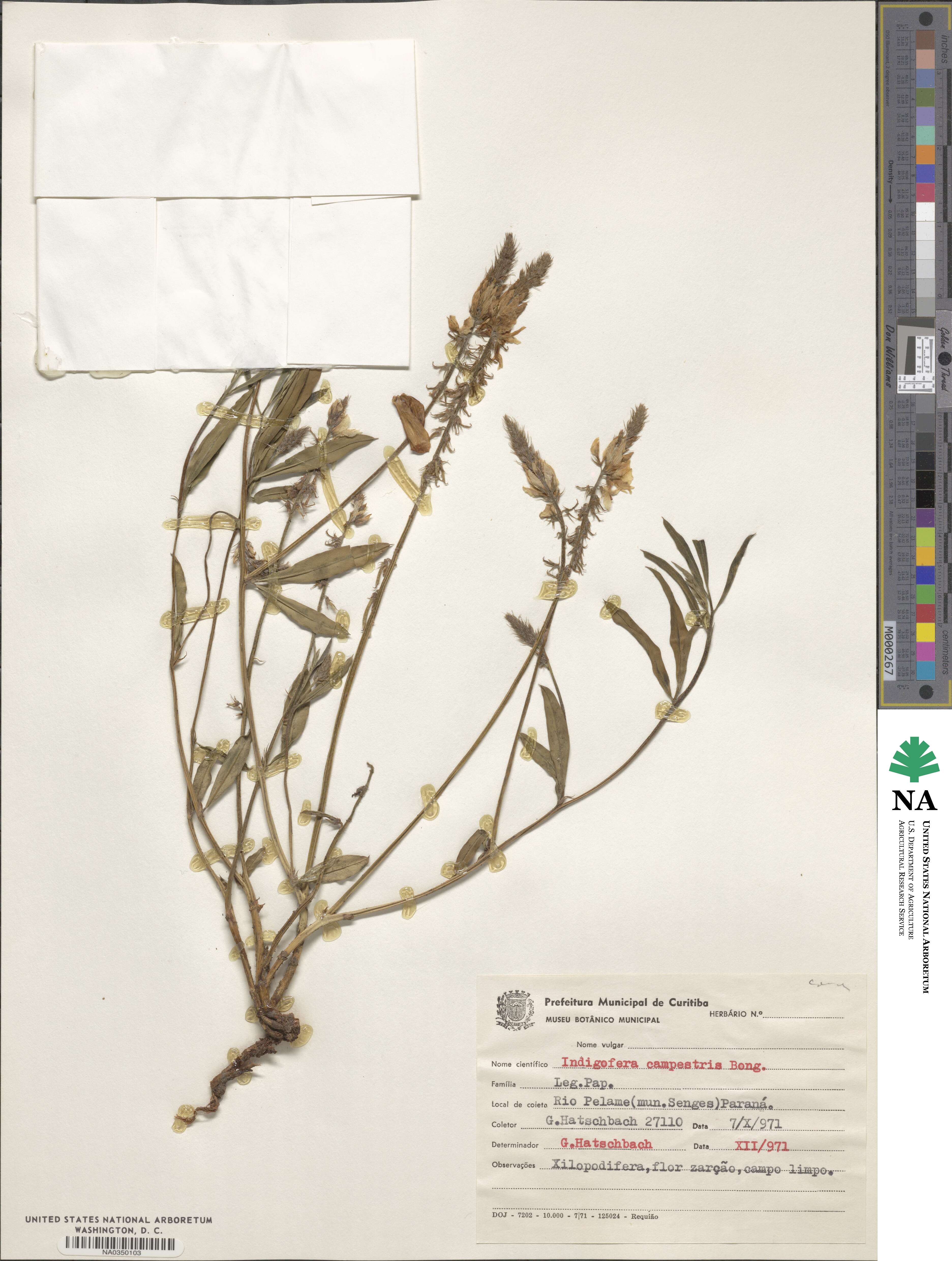 Indigofera campestris image