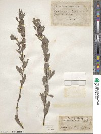 Indigofera lespedezioides image