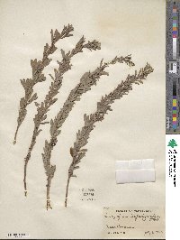 Indigofera lespedezioides image