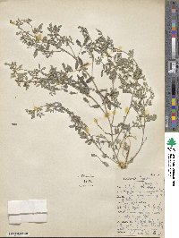 Indigofera parodiana image