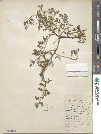 Indigofera microcarpa image