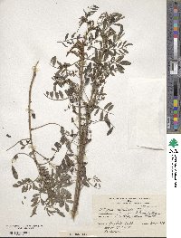 Indigofera suffruticosa image