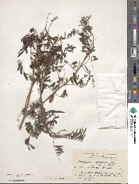 Indigofera suffruticosa image