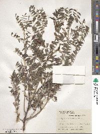 Indigofera suffruticosa image