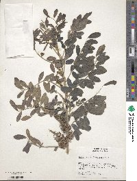 Indigofera suffruticosa image