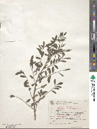 Indigofera suffruticosa image