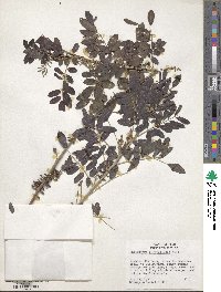 Indigofera suffruticosa image