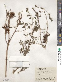 Indigofera suffruticosa image