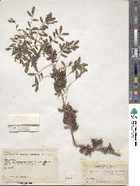 Indigofera suffruticosa image