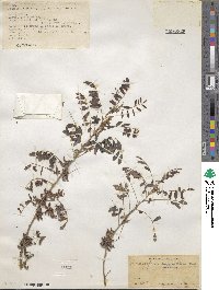 Indigofera suffruticosa image