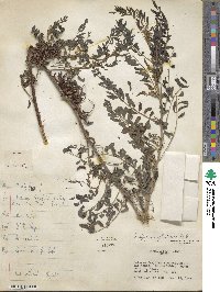 Indigofera suffruticosa image