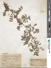 Indigofera suffruticosa image