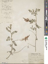 Indigofera tephrosioides image