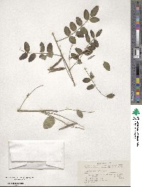 Indigofera amblyantha image