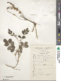 Indigofera amblyantha image