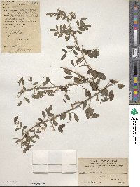 Indigofera amblyantha image