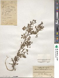 Indigofera amblyantha image