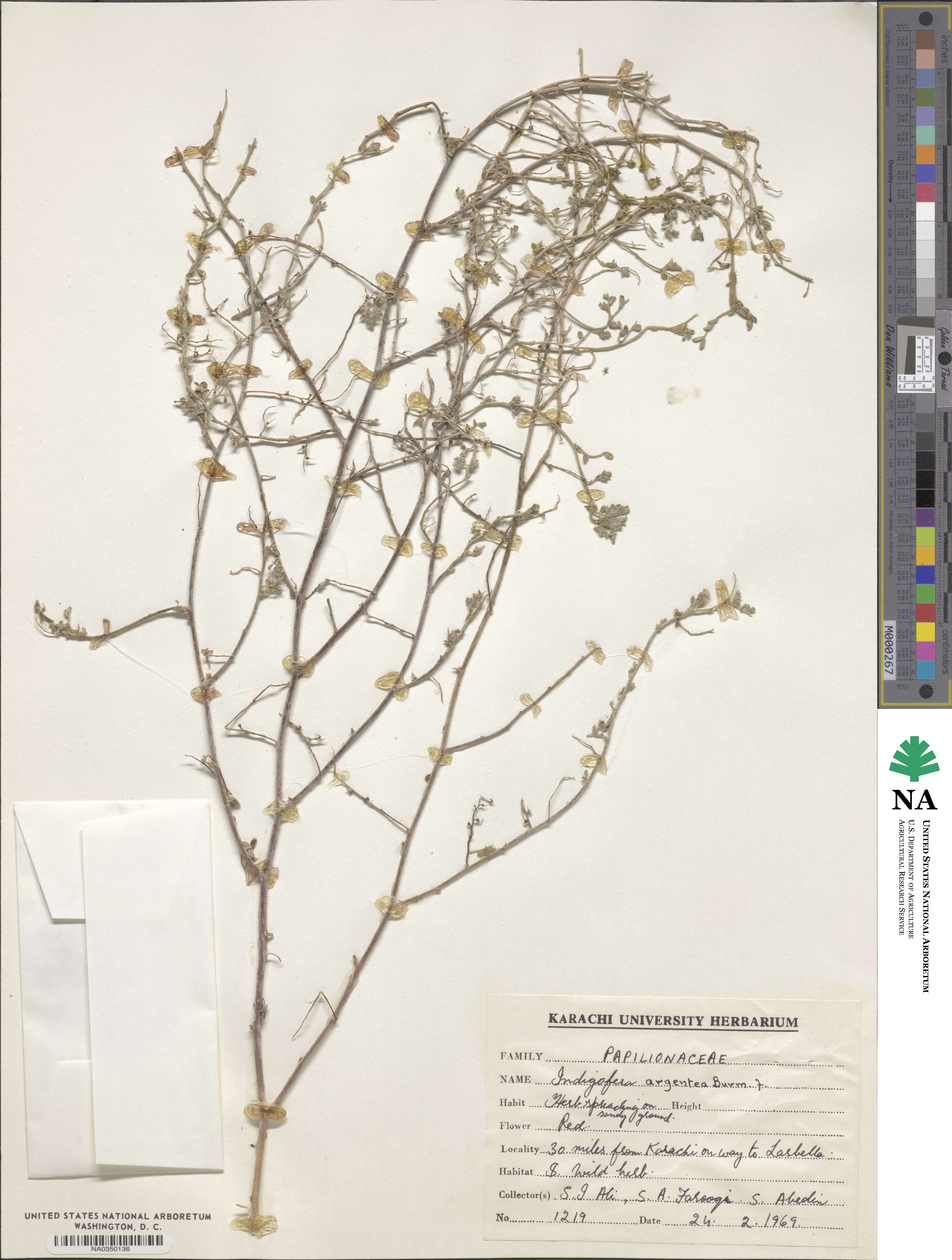 Indigofera argentea image