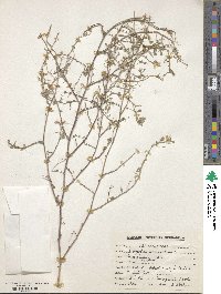 Image of Indigofera argentea