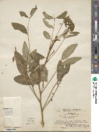 Indigofera atropurpurea image