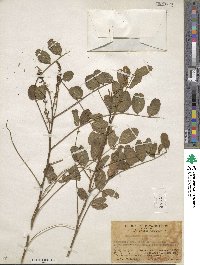 Indigofera atropurpurea image