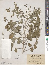 Indigofera atropurpurea image