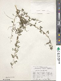 Indigofera bungeana image