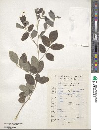 Image of Indigofera carlesii