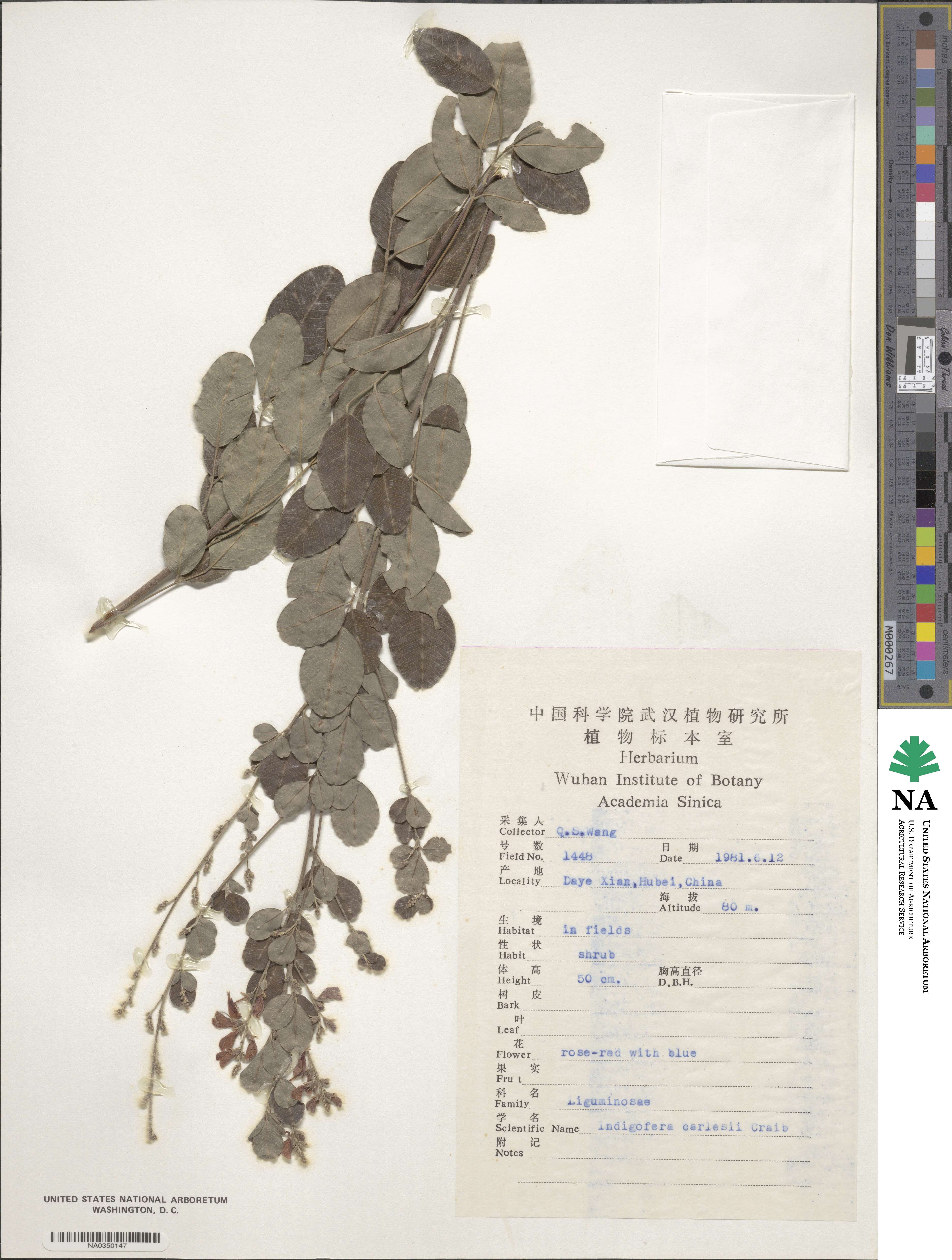 Indigofera carlesii image