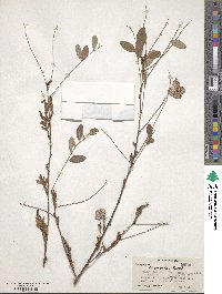 Indigofera cassioides image